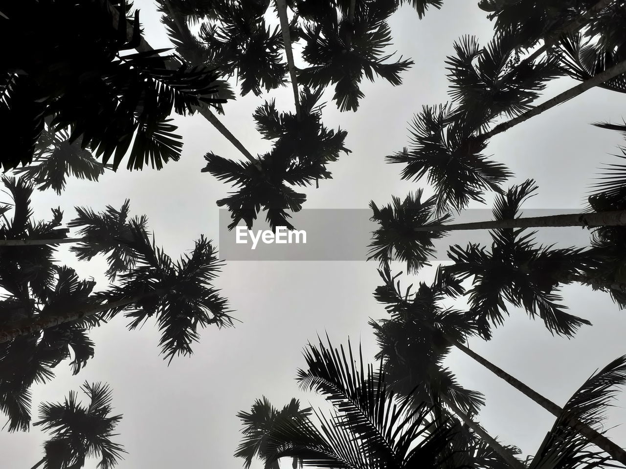 tree, plant, branch, palm tree, tropical climate, sky, low angle view, nature, leaf, growth, no people, beauty in nature, silhouette, black and white, outdoors, monochrome, tranquility, monochrome photography, plant part, day, backgrounds, flower, sunlight, borassus flabellifer