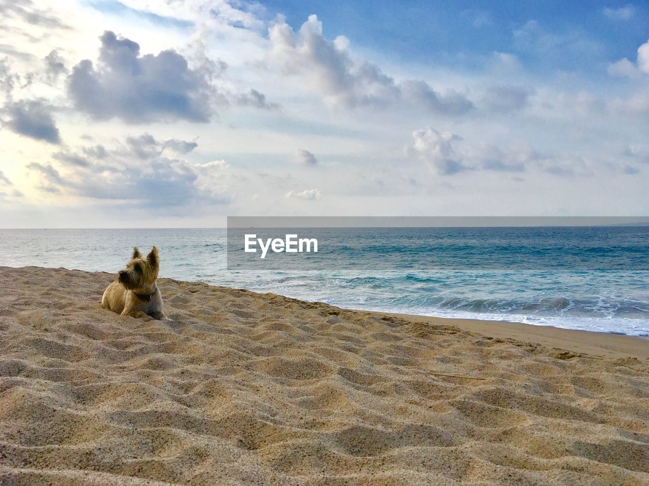 Scenic view of a dog on beach against sky