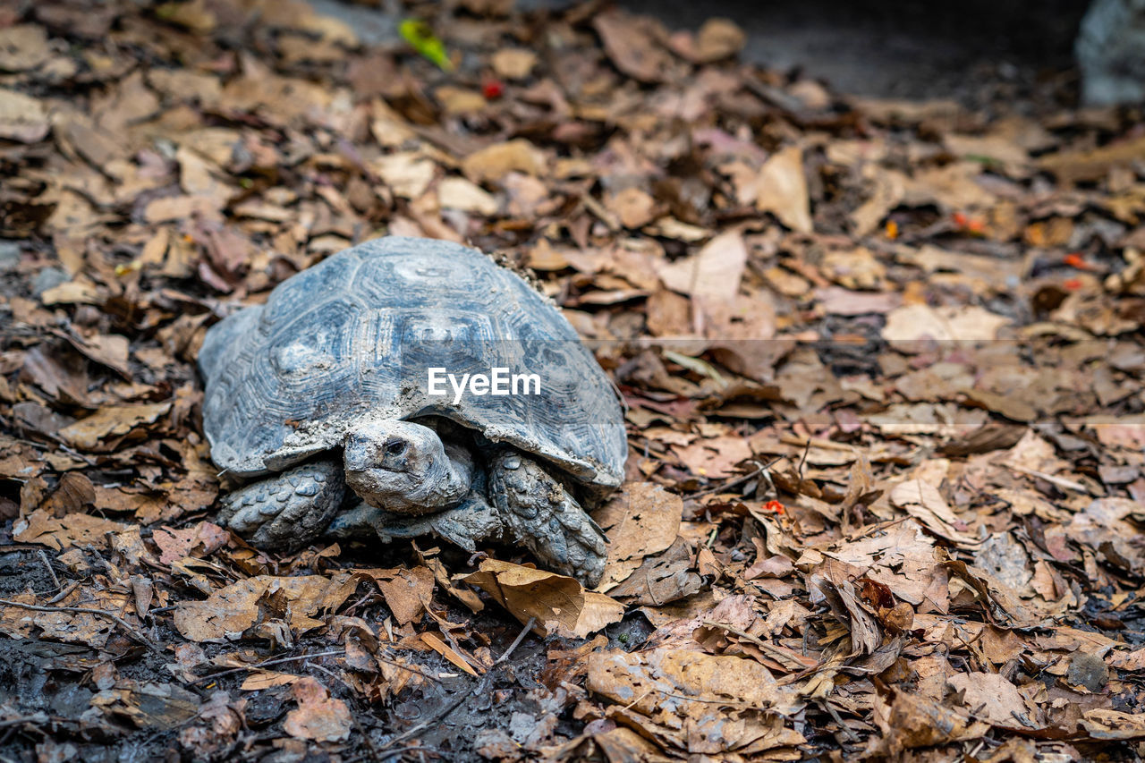 Close-up of turtle on field