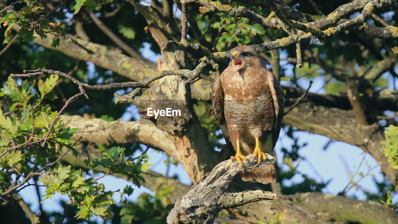 LOW ANGLE VIEW OF EAGLE PERCHING ON BRANCH