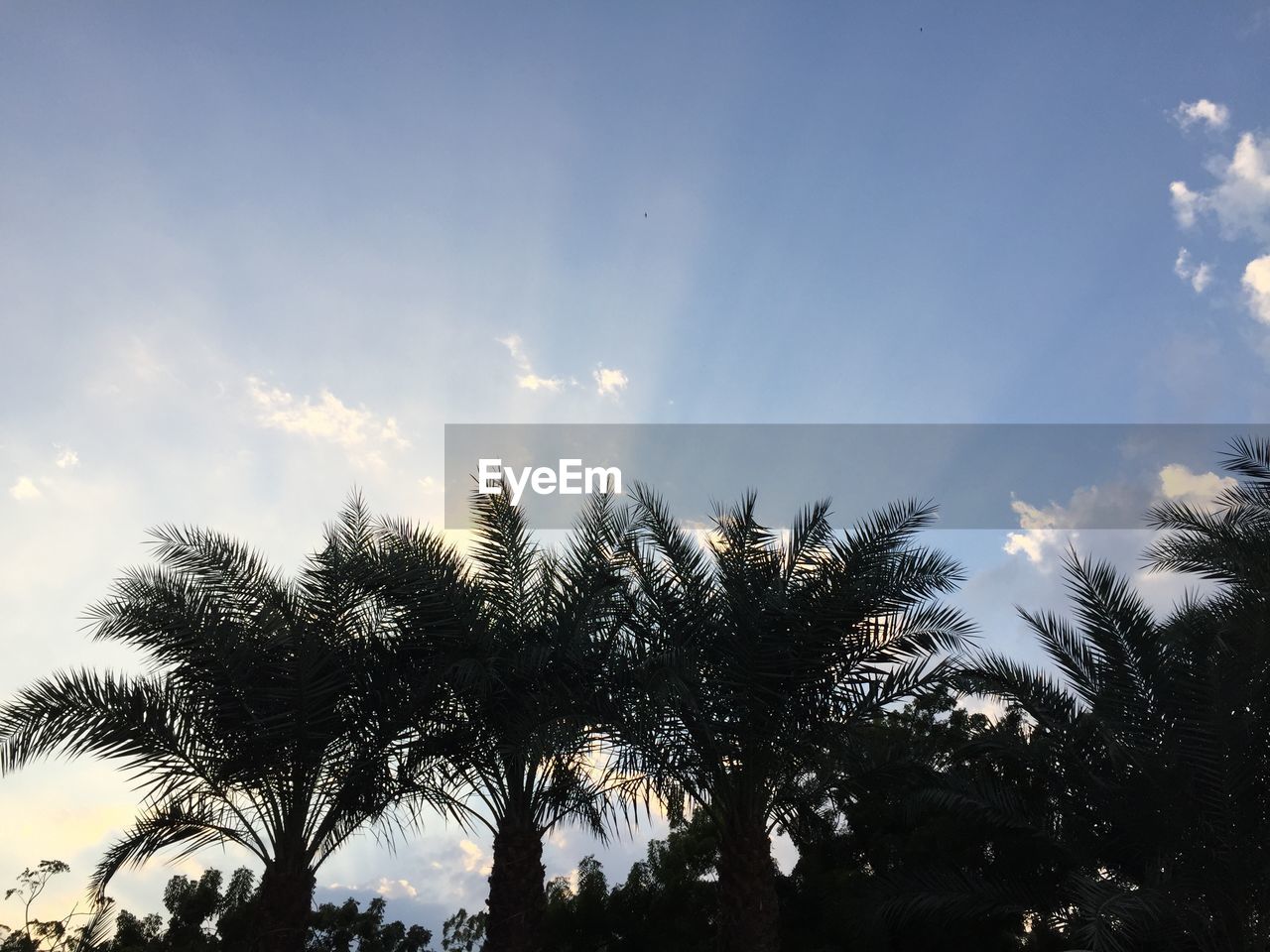 LOW ANGLE VIEW OF SILHOUETTE TREES AGAINST SKY