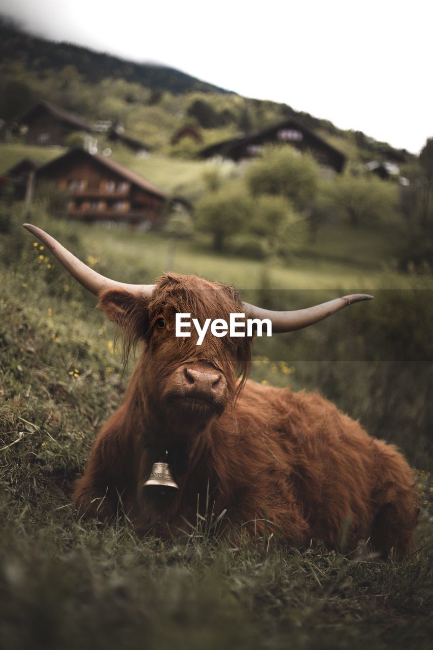 View of a fluffy cow on field