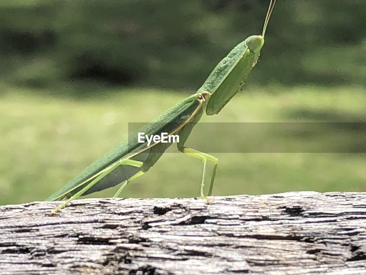 CLOSE-UP OF INSECT ON LEAF