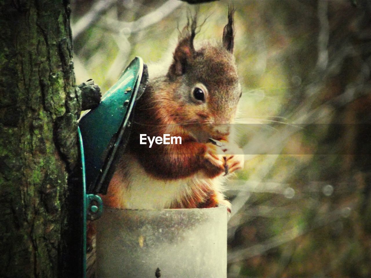 Close-up of squirrel eating nut from bird feeder