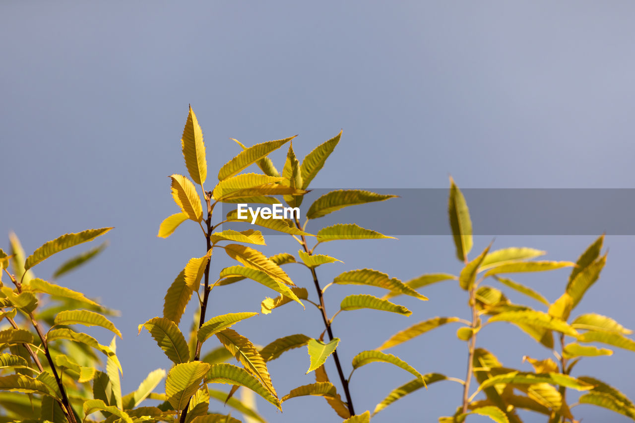 LOW ANGLE VIEW OF LEAVES AGAINST SKY