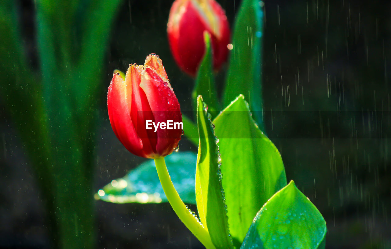 Close-up of red tulip during rainy season
