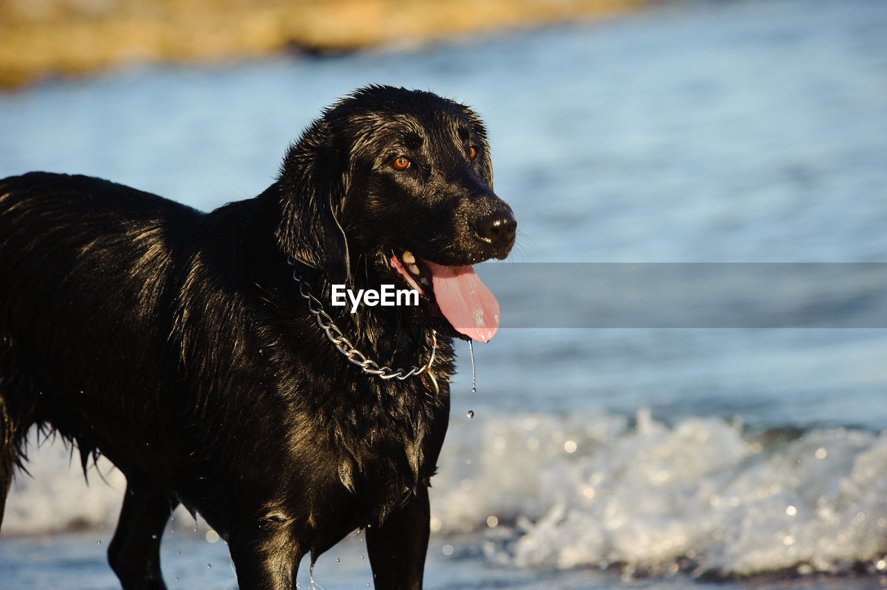 Close-up of wet black dog on beach