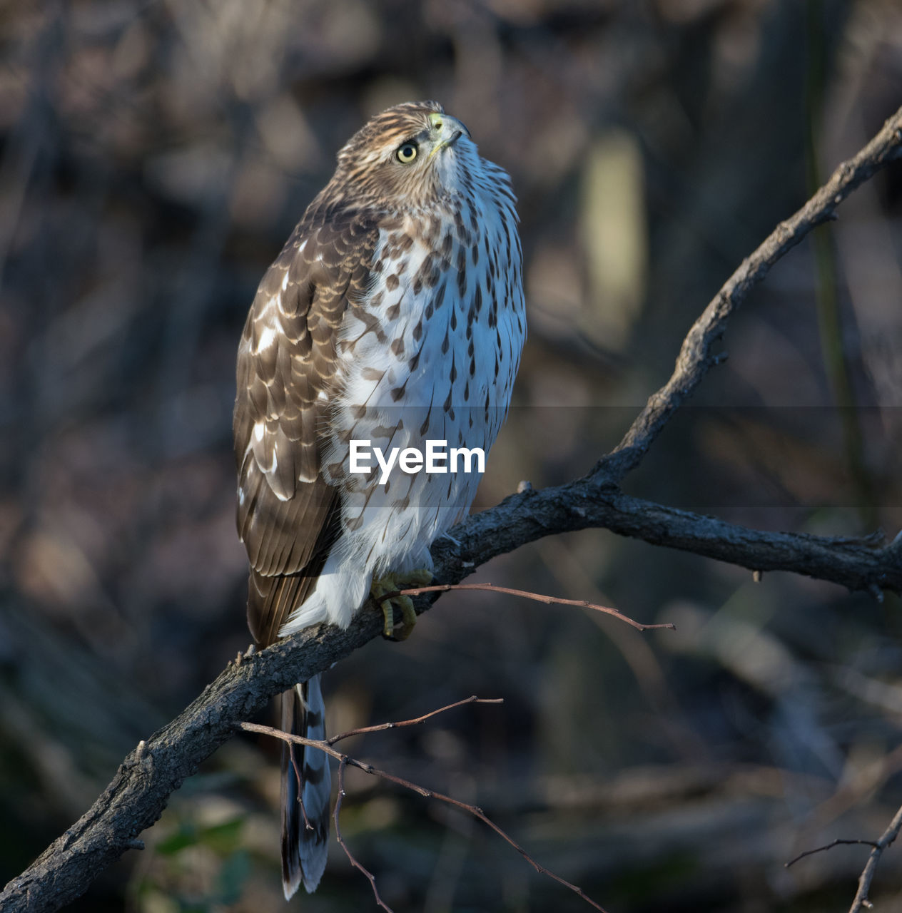 Close-up of coopers hawk perching on branch