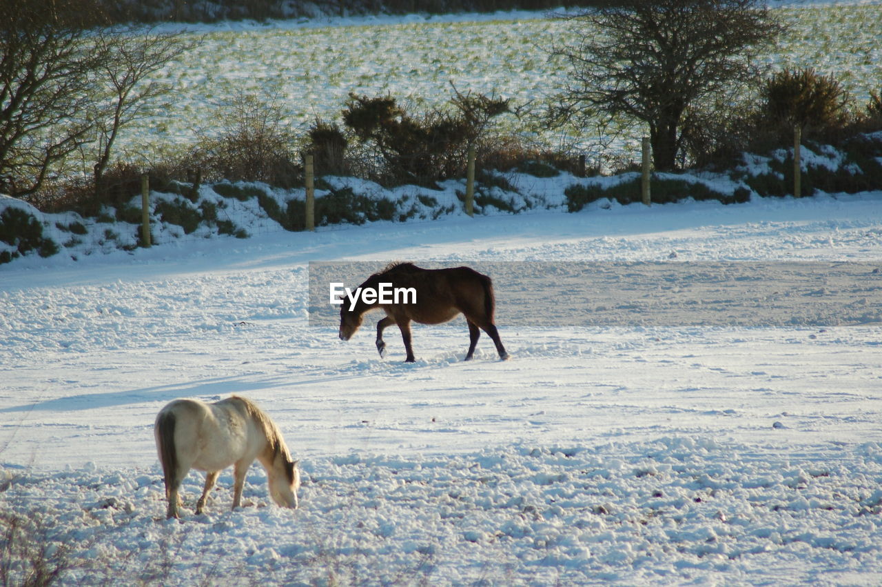 Horses grazing on field