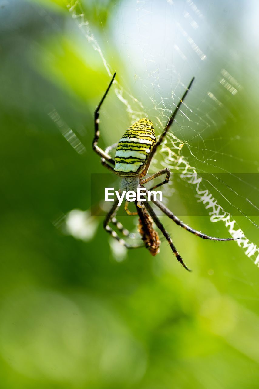 Wasp spider of borneo - argiope bruennichi