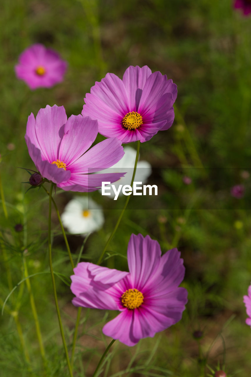 CLOSE-UP OF PINK COSMOS FLOWER