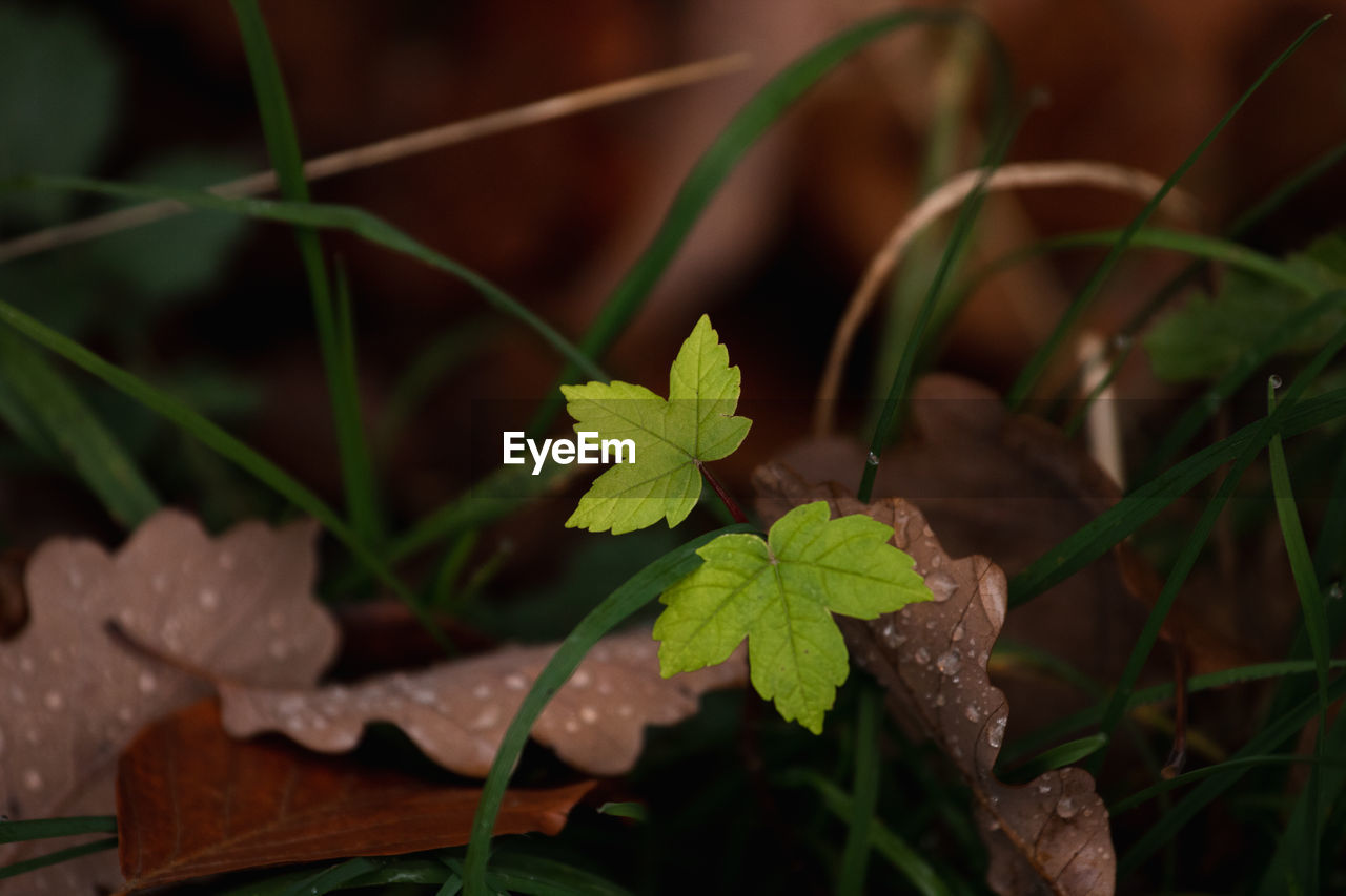 leaf, plant part, plant, nature, green, flower, beauty in nature, macro photography, food, growth, no people, food and drink, close-up, outdoors, freshness, land, focus on foreground, plant stem, day, water, botany