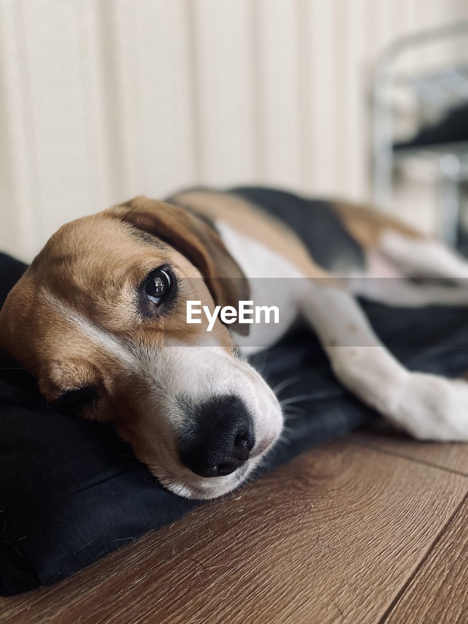 CLOSE-UP OF DOG RESTING ON WOODEN FLOOR