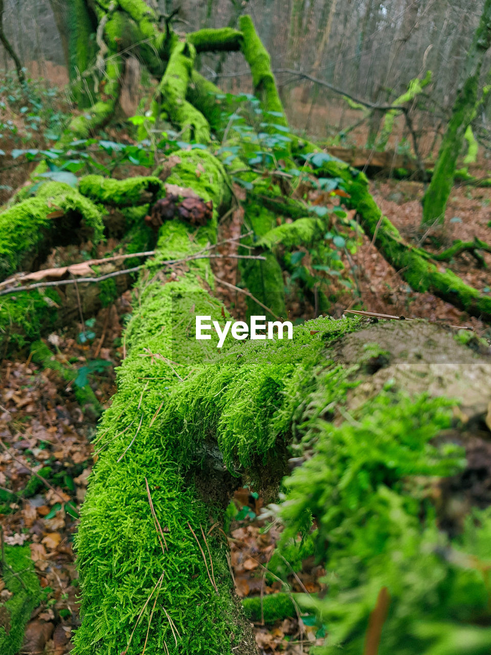 CLOSE-UP OF TREE TRUNKS IN FOREST