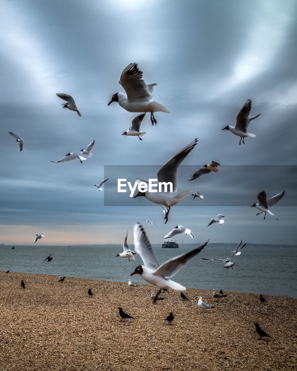 Black-headed gulls and crows flock to southsea beach at dusk in hampshire, england, uk