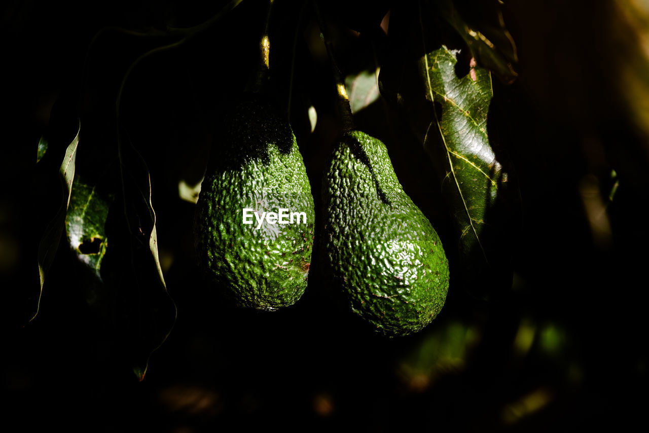 CLOSE-UP OF FRUIT GROWING ON PLANT