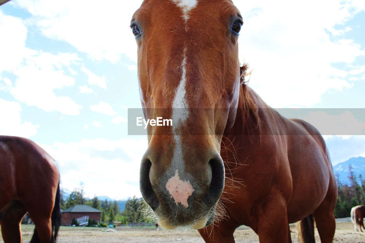 PORTRAIT OF HORSES IN RANCH