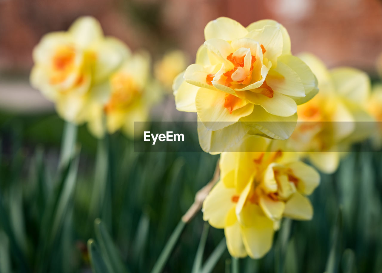 Close-up of yellow flowering plant