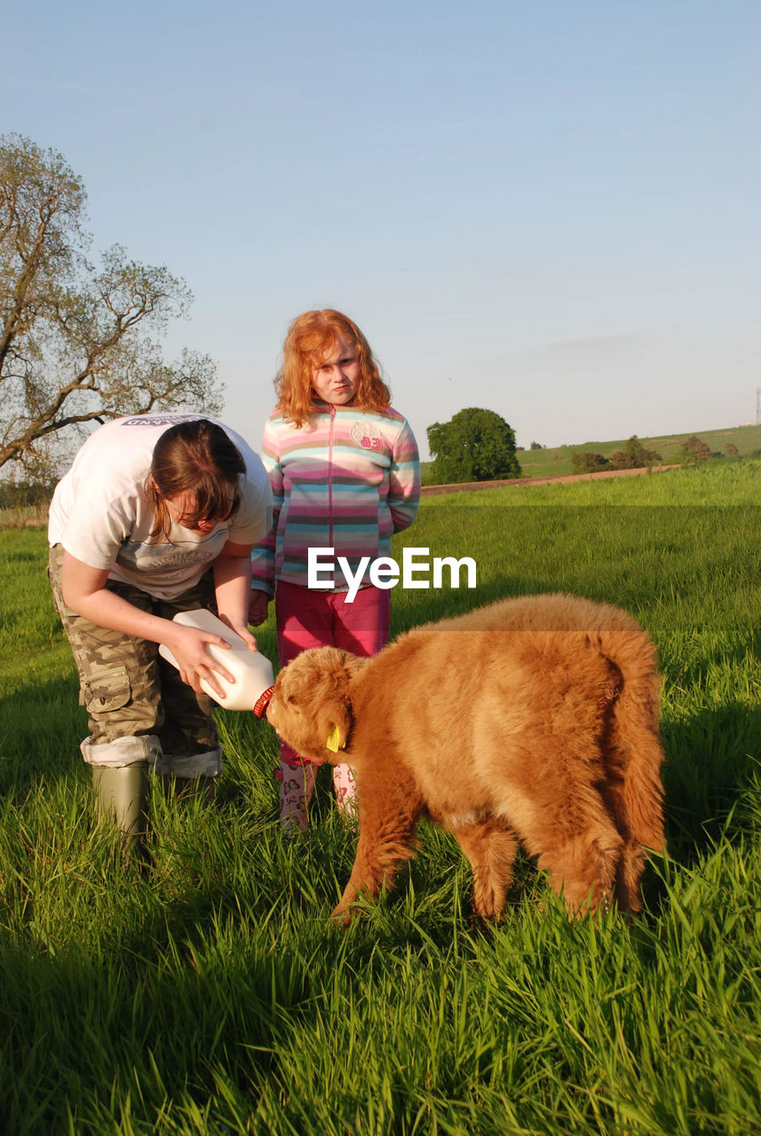 Woman with daughter feeding milk to scottish highlands on field