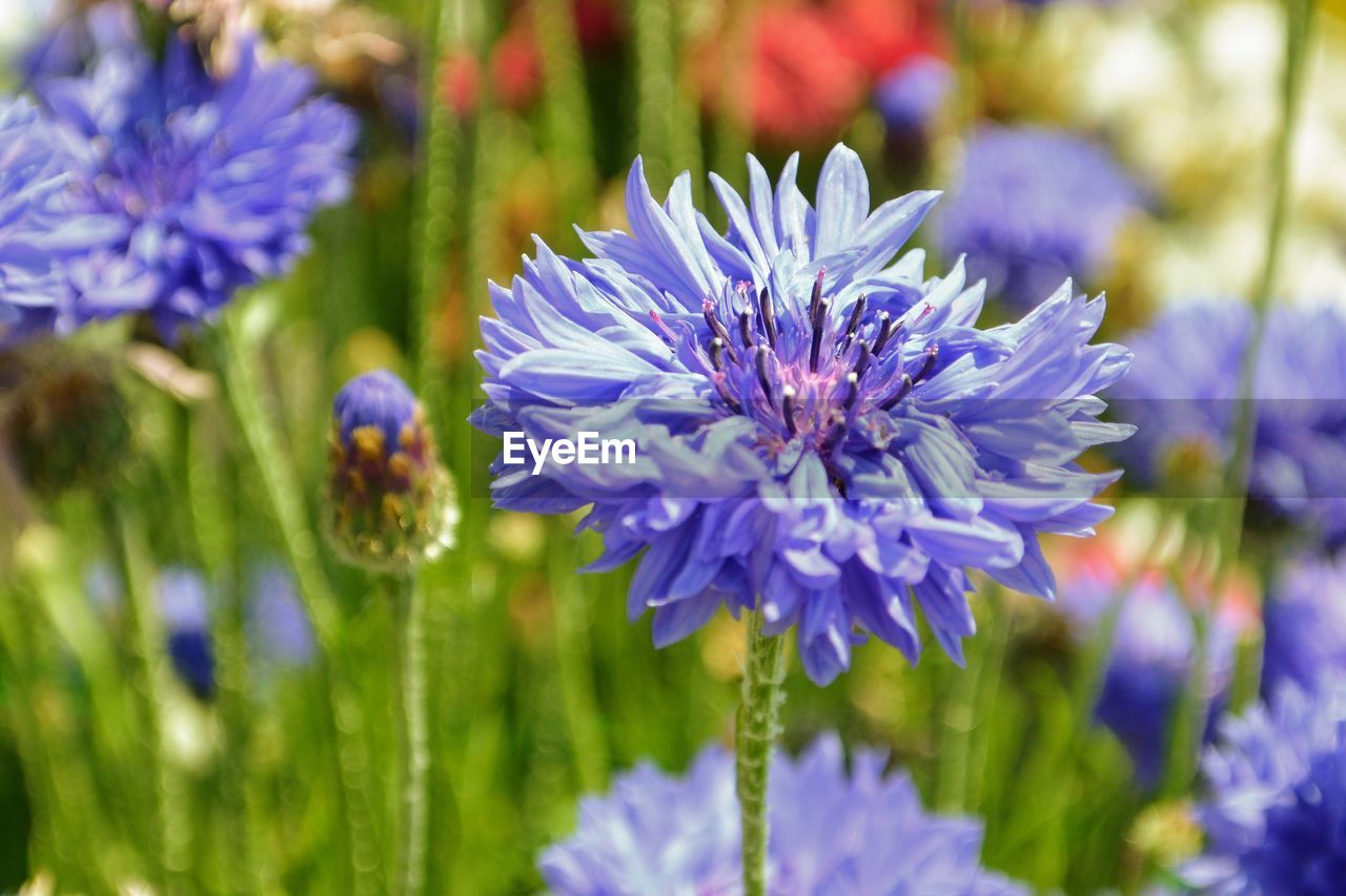 Close-up of purple flowering plants