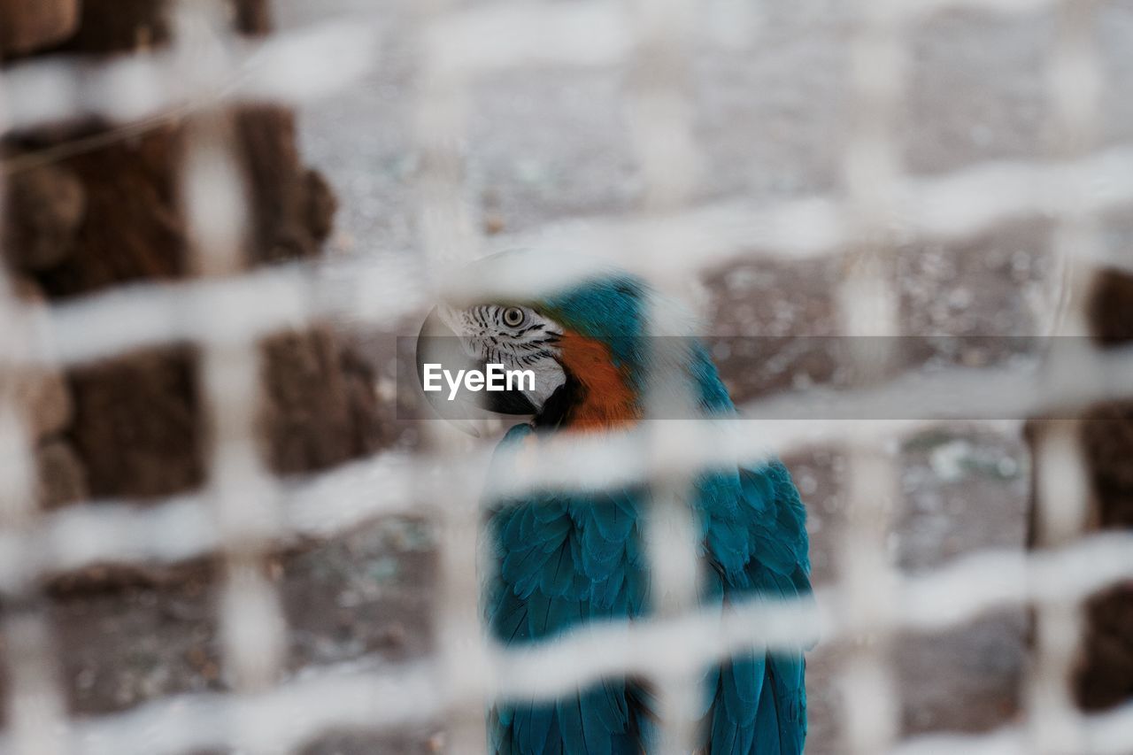 Macaw on field seen through window