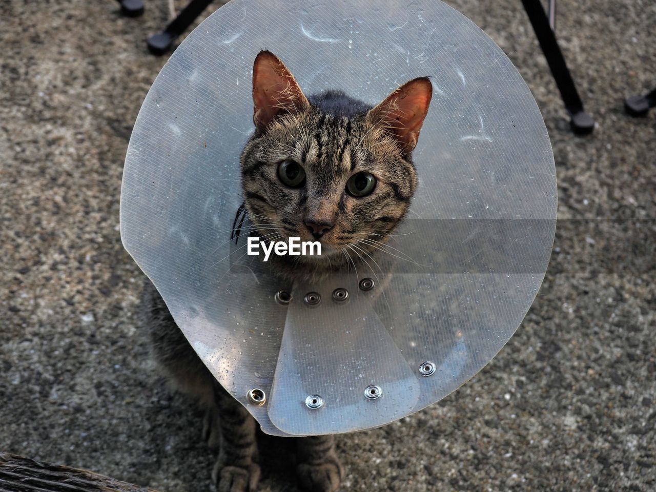 High angle portrait of cat standing outdoors