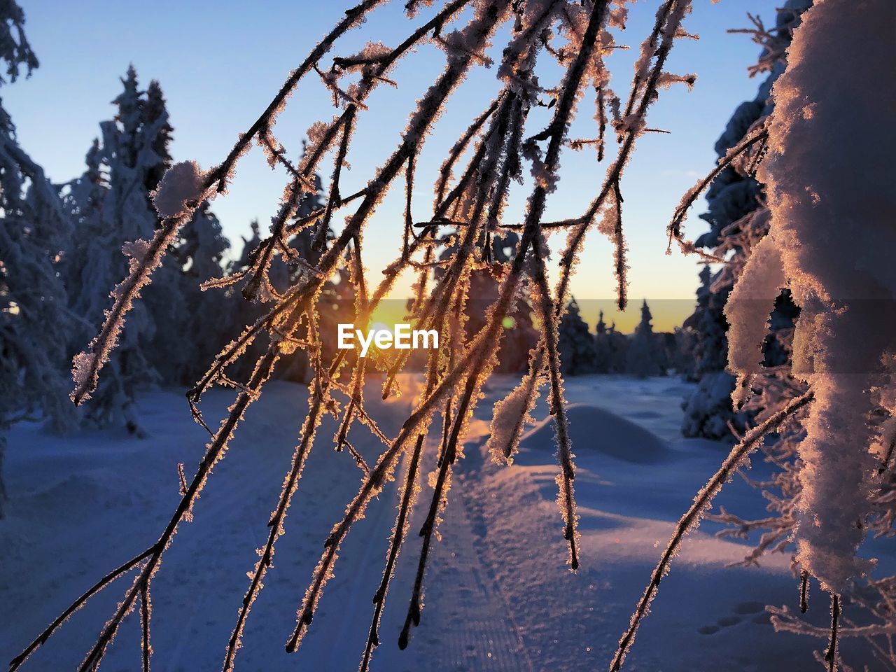 Close-up of frozen plants on field against sky