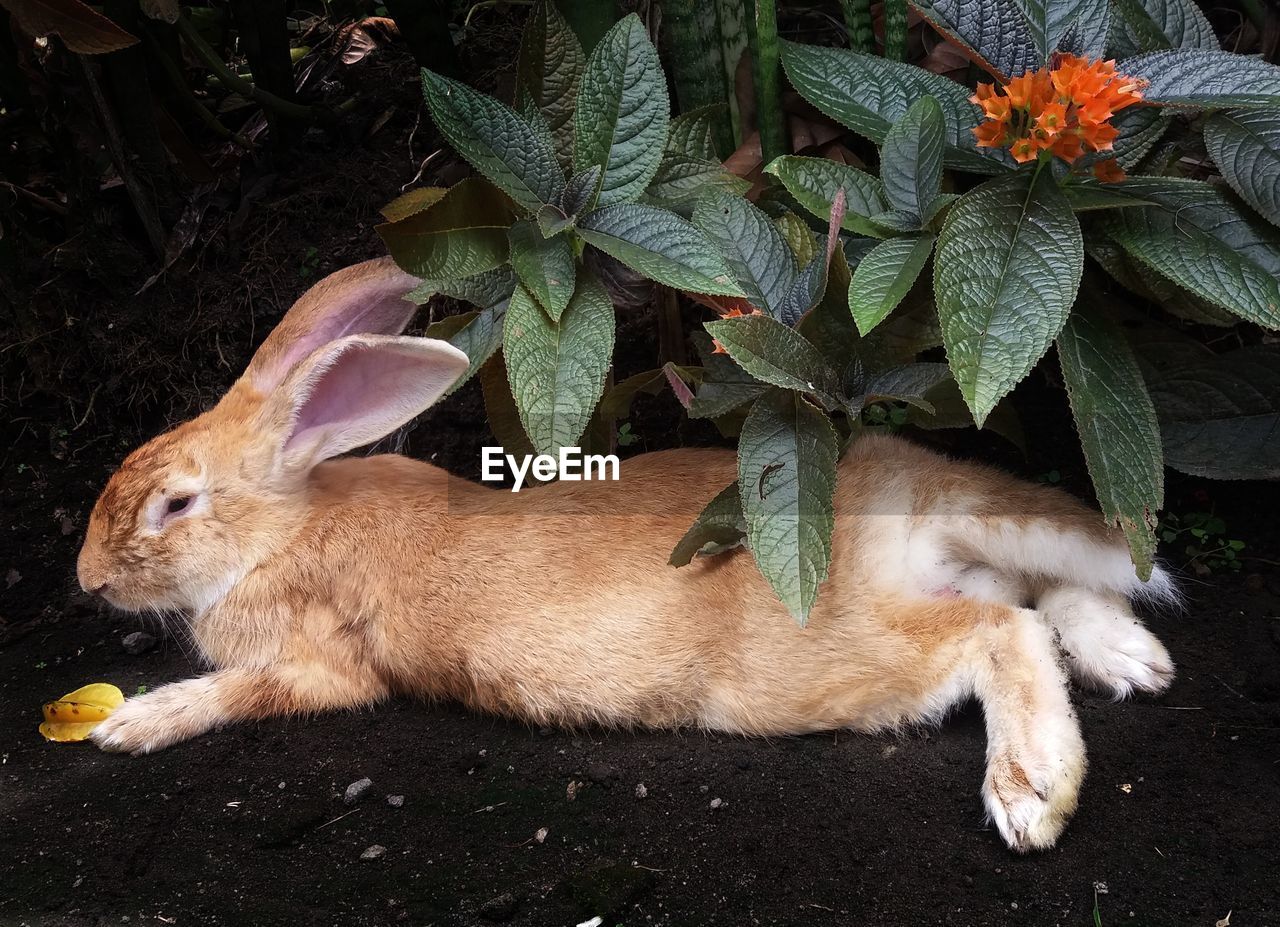 HIGH ANGLE VIEW OF A DOG RELAXING ON FIELD