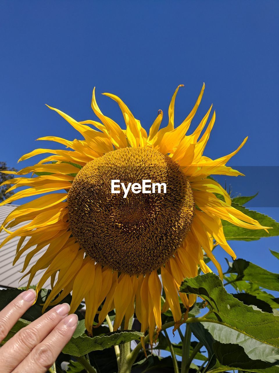 CLOSE-UP OF SUNFLOWER ON HAND