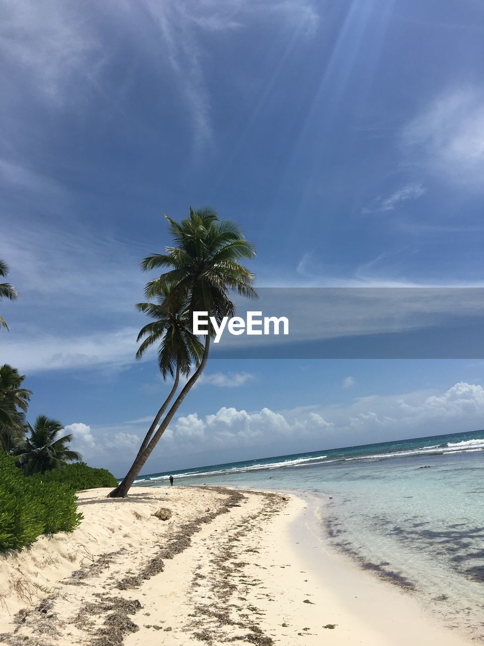 Palm trees on beach against sky