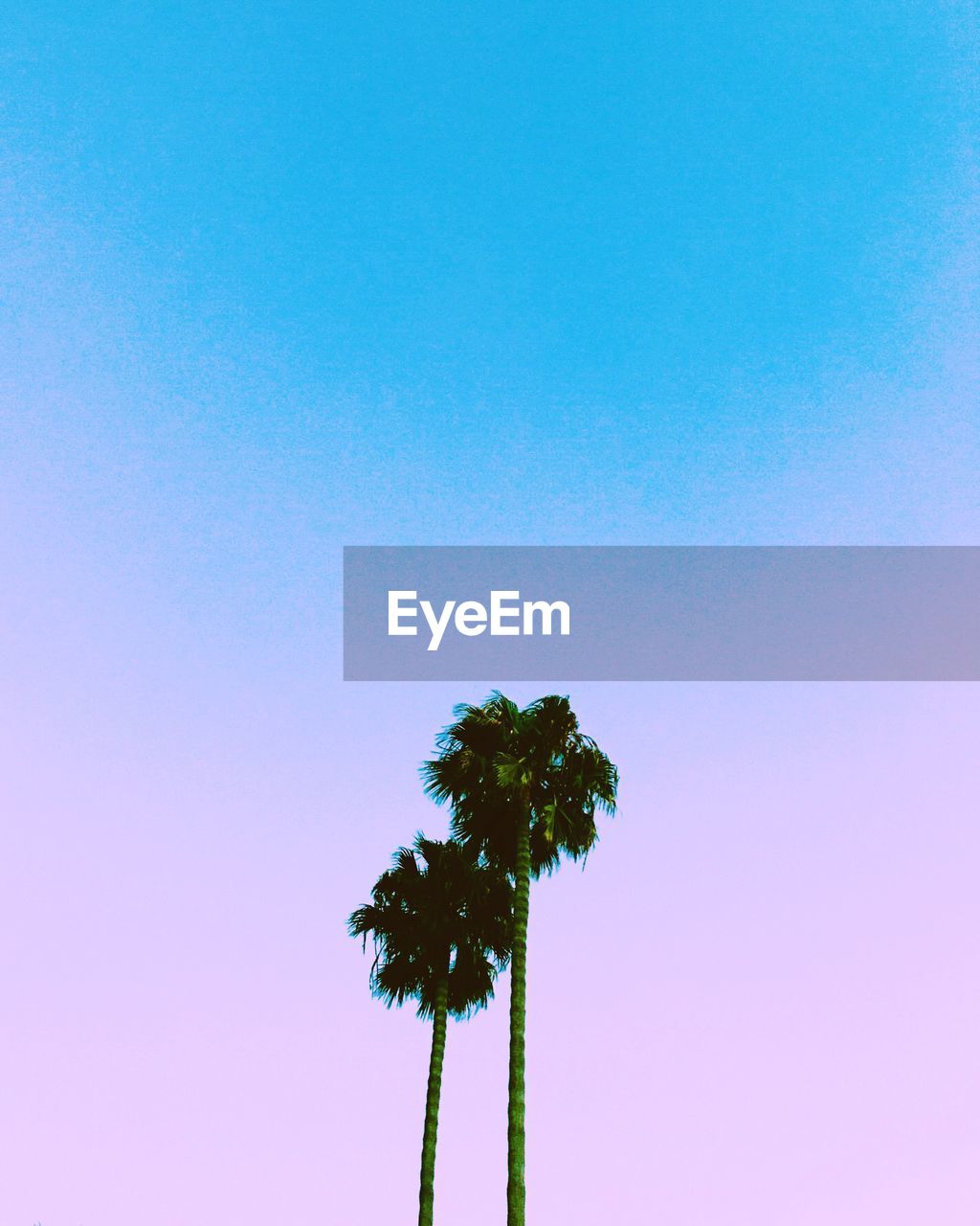 LOW ANGLE VIEW OF PALM TREE AGAINST CLEAR SKY