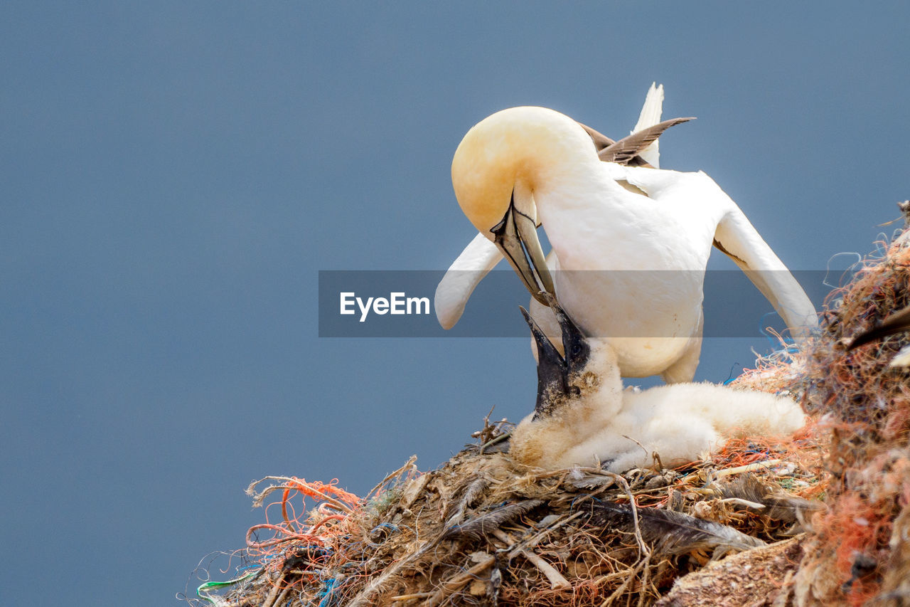 LOW ANGLE VIEW OF SEAGULLS PERCHING ON NEST