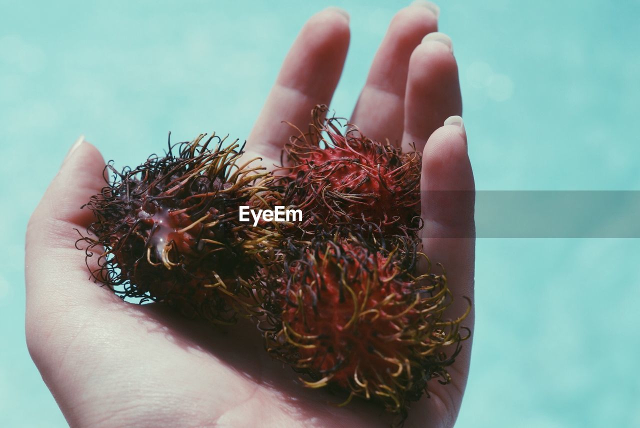 Close-up of woman hand holding fruits