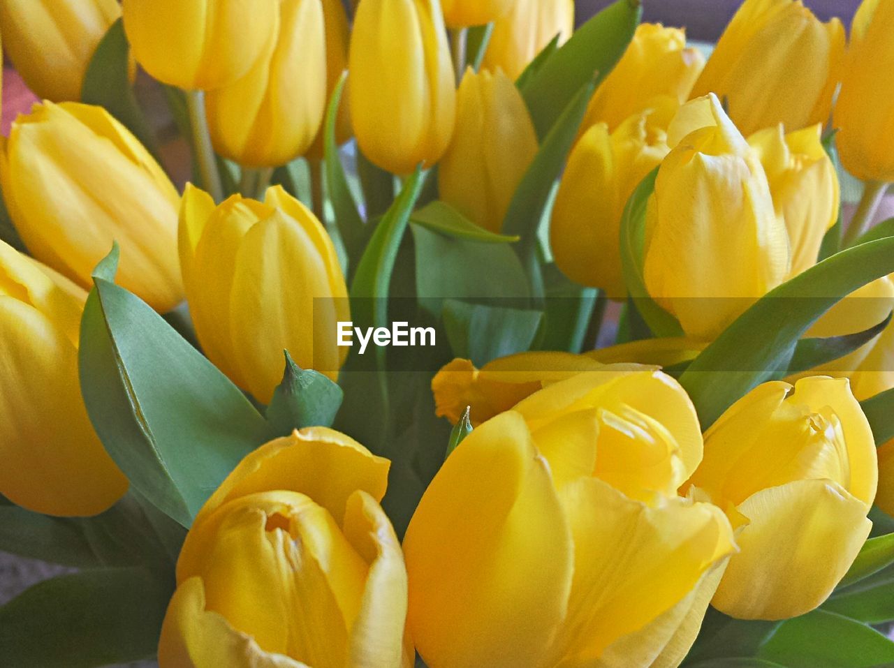 Full frame of yellow tulip flowers