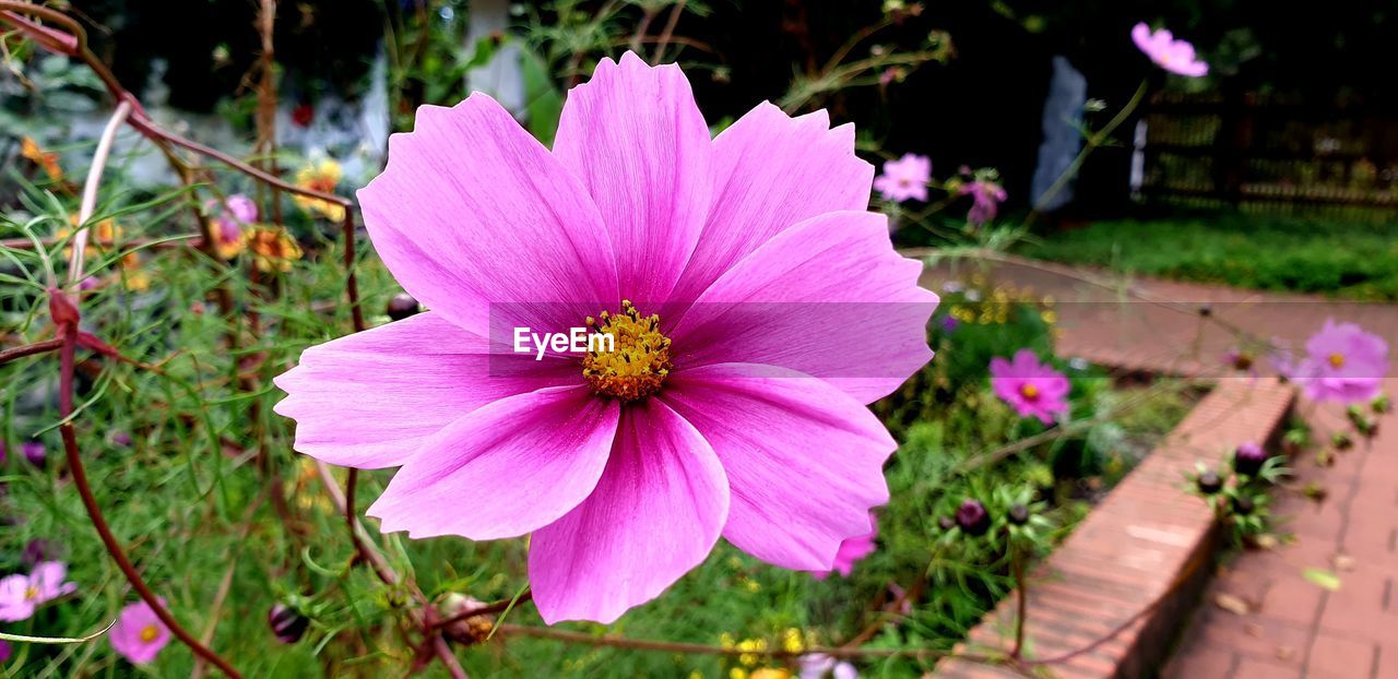 CLOSE-UP OF PINK COSMOS FLOWER IN BACKYARD