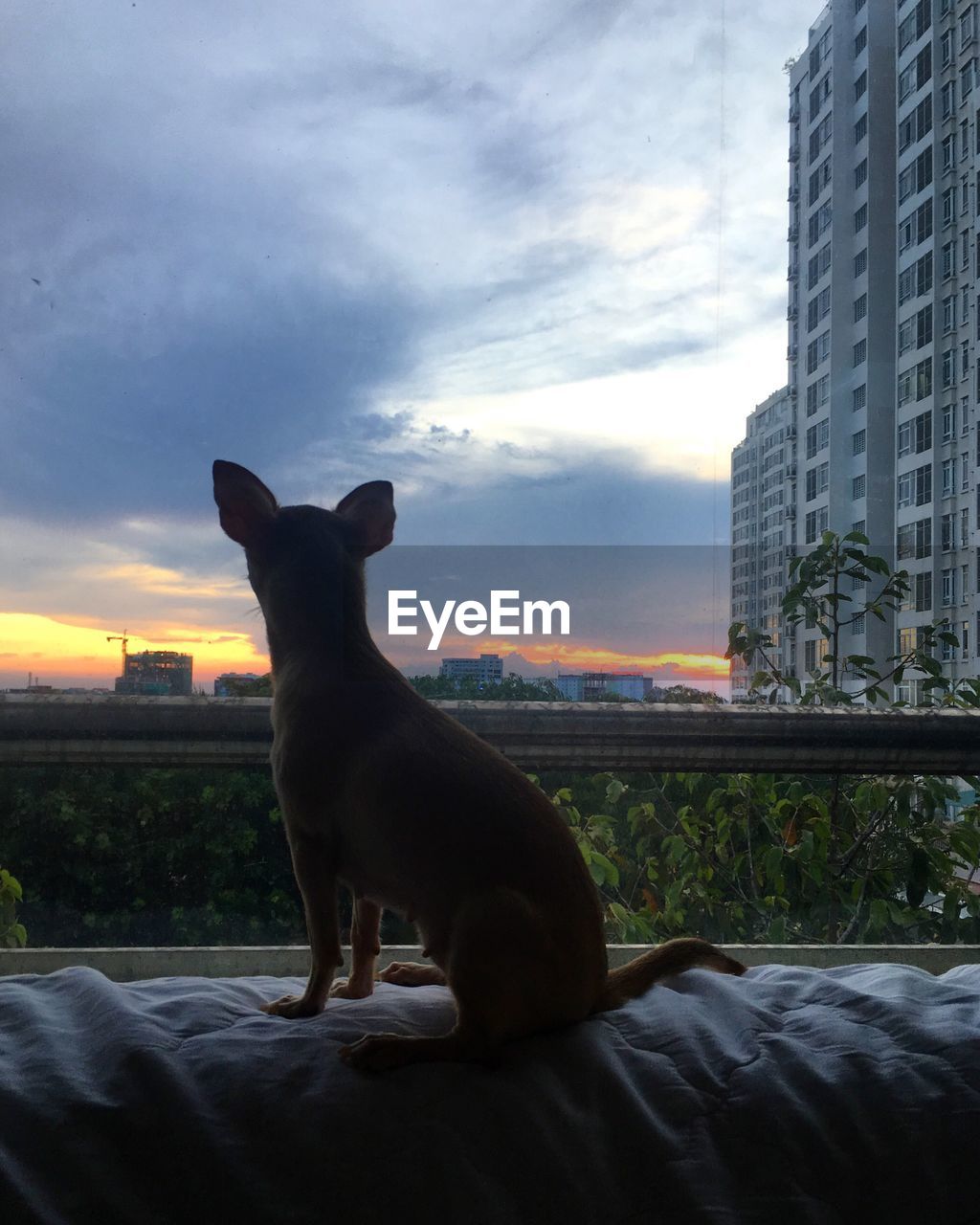 SILHOUETTE OF DOG AGAINST CLOUDY SKY