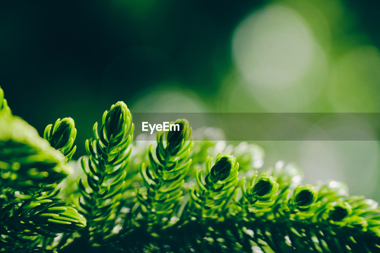 Close-up of fern leaves