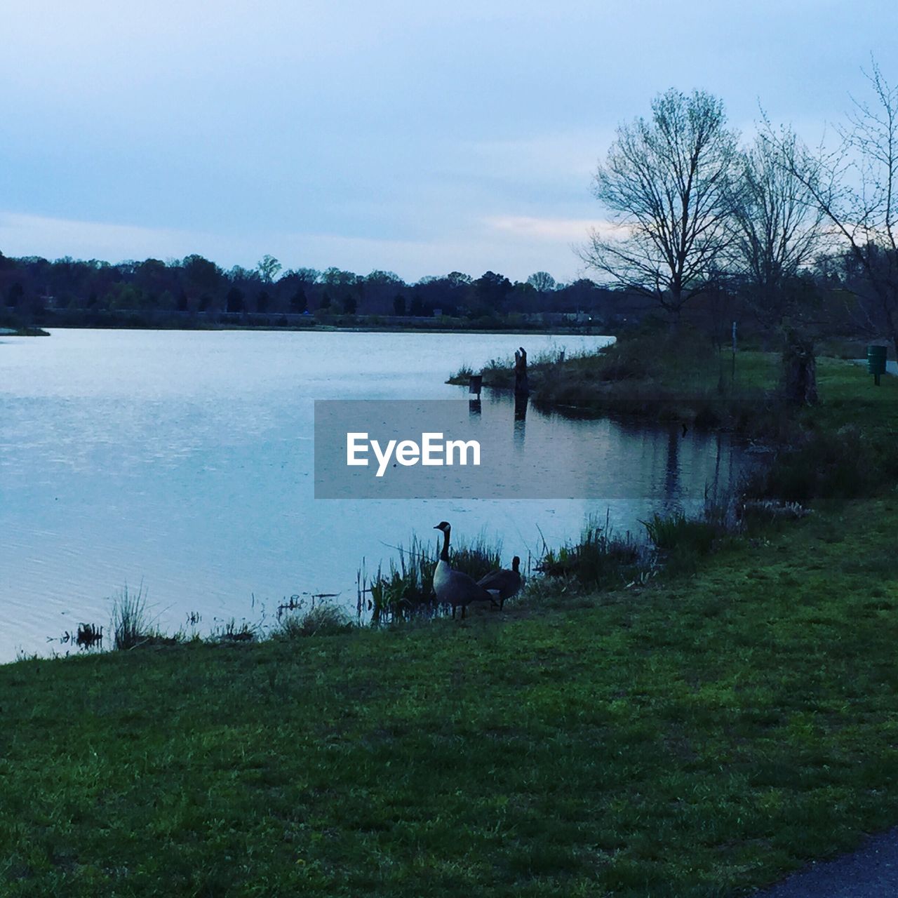 SCENIC VIEW OF LAKE AND TREES