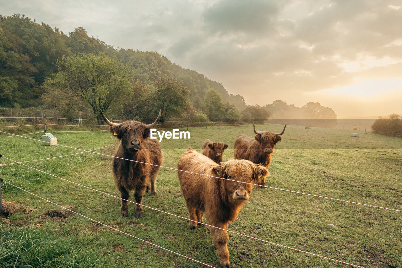 Highland cattles at sunrise in upper bavaria