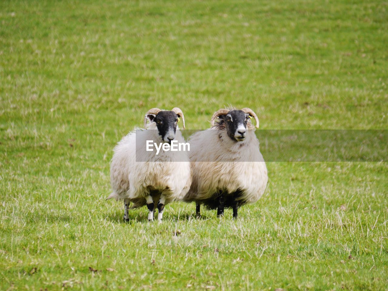 GOATS ON FIELD