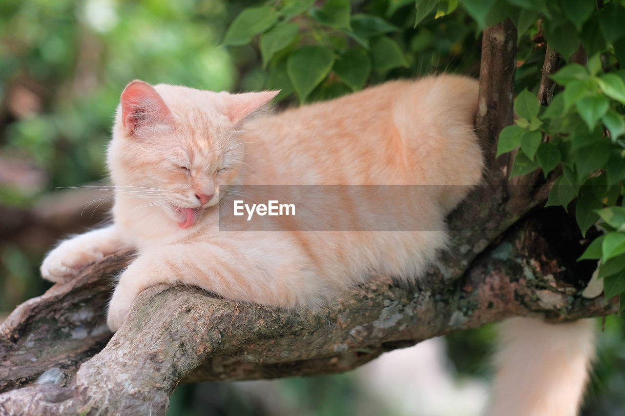 CLOSE-UP OF A CAT ON TREE