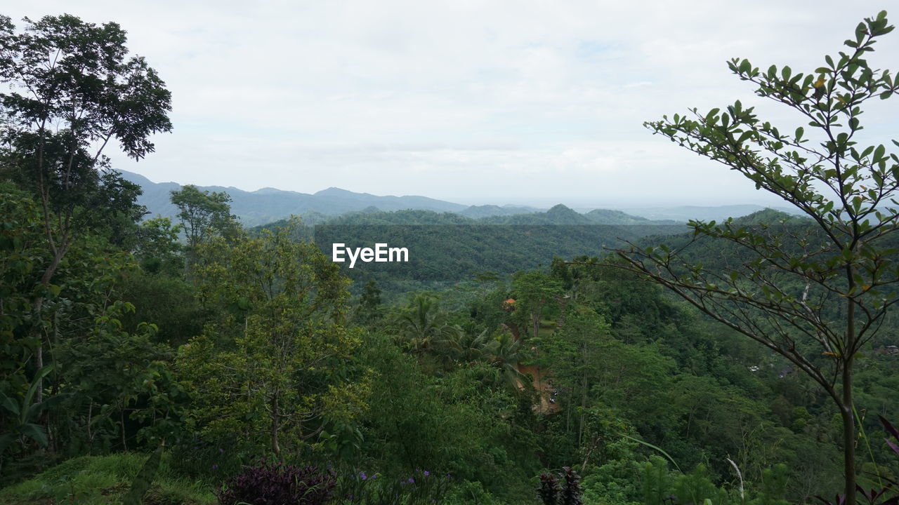 SCENIC VIEW OF TREES AND MOUNTAINS AGAINST SKY