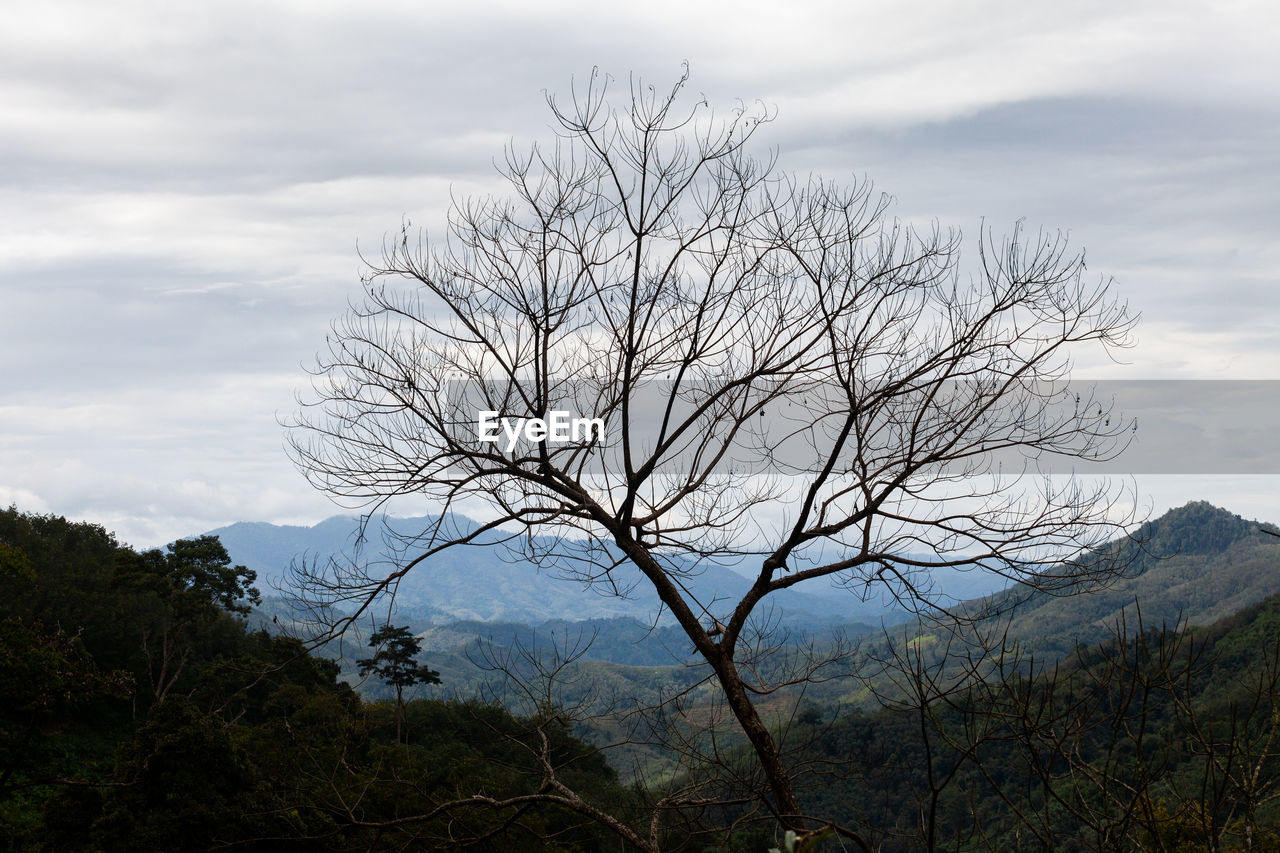 VIEW OF BARE TREE ON MOUNTAIN AGAINST SKY