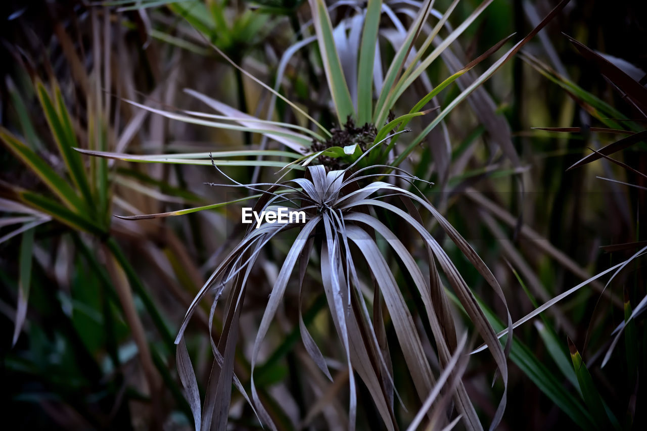 plant, grass, nature, beauty in nature, growth, macro photography, flower, green, close-up, leaf, no people, focus on foreground, flowering plant, land, branch, outdoors, freshness, plant part, day, fragility, tree, wildflower, pinaceae