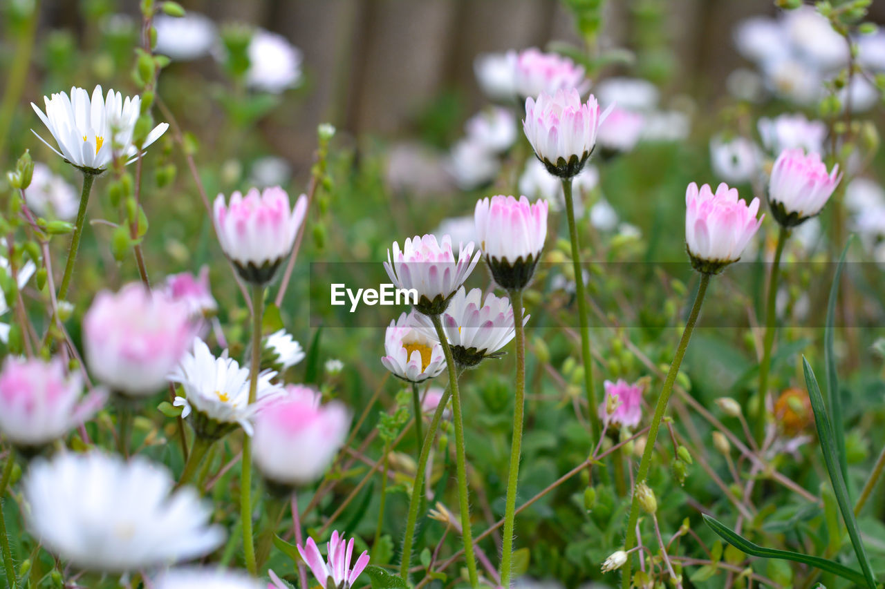 CLOSE-UP OF PINK FLOWERING PLANTS IN SUNLIGHT