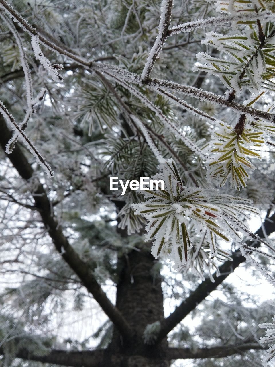 CLOSE-UP OF TREE BRANCHES IN WINTER