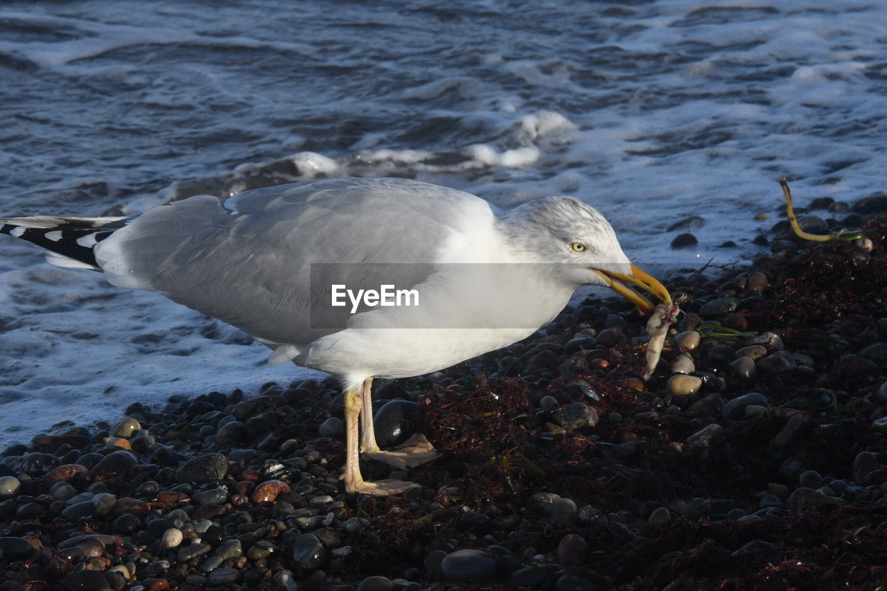 animal themes, bird, animal, animal wildlife, wildlife, one animal, water, beak, gull, nature, sea, seabird, no people, beach, seagull, day, outdoors, european herring gull, water bird, full length, land