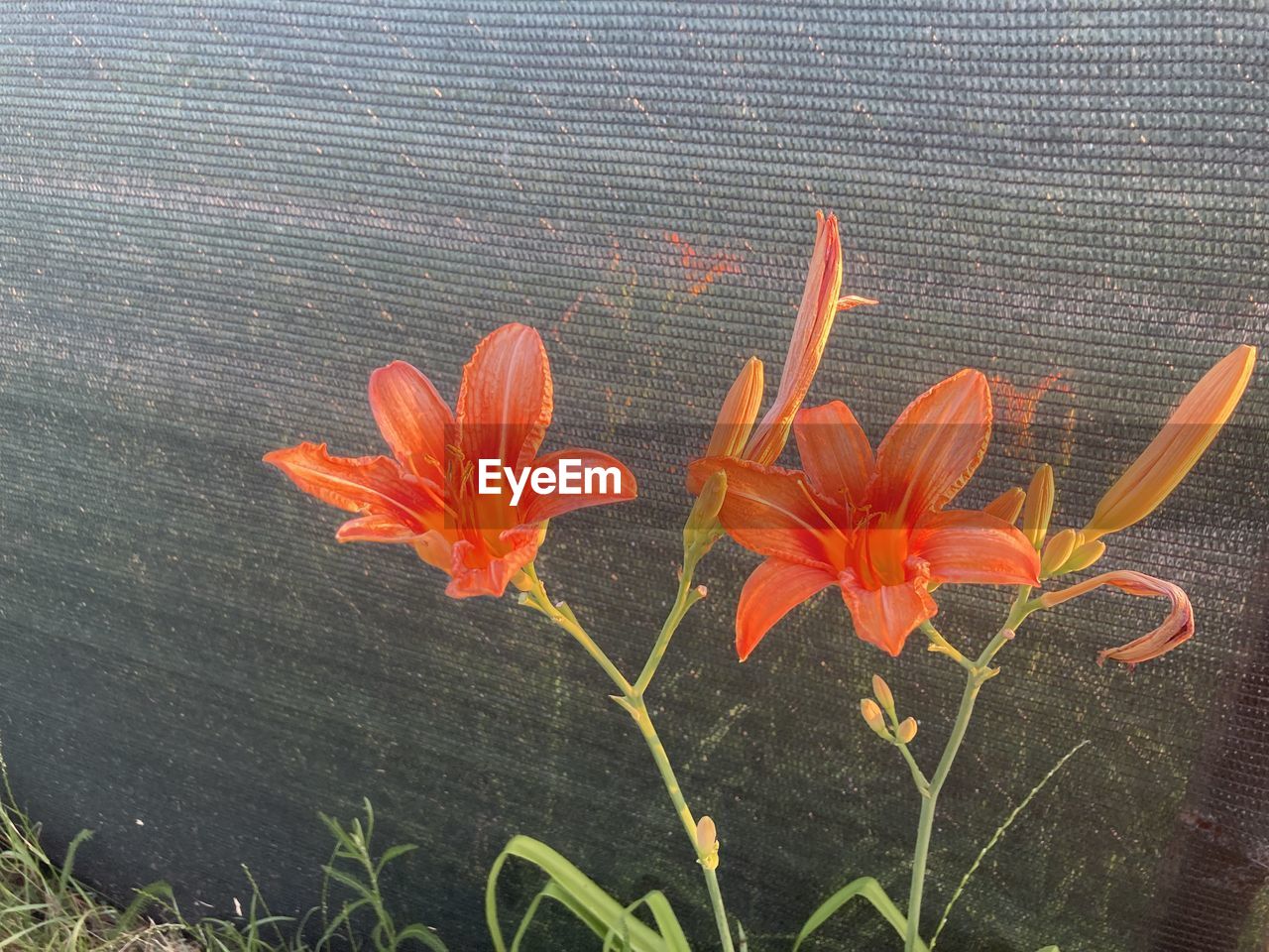plant, flower, flowering plant, leaf, beauty in nature, orange color, freshness, nature, petal, fragility, growth, close-up, yellow, inflorescence, flower head, no people, plant part, outdoors, lily, day, botany, pollen, high angle view, red