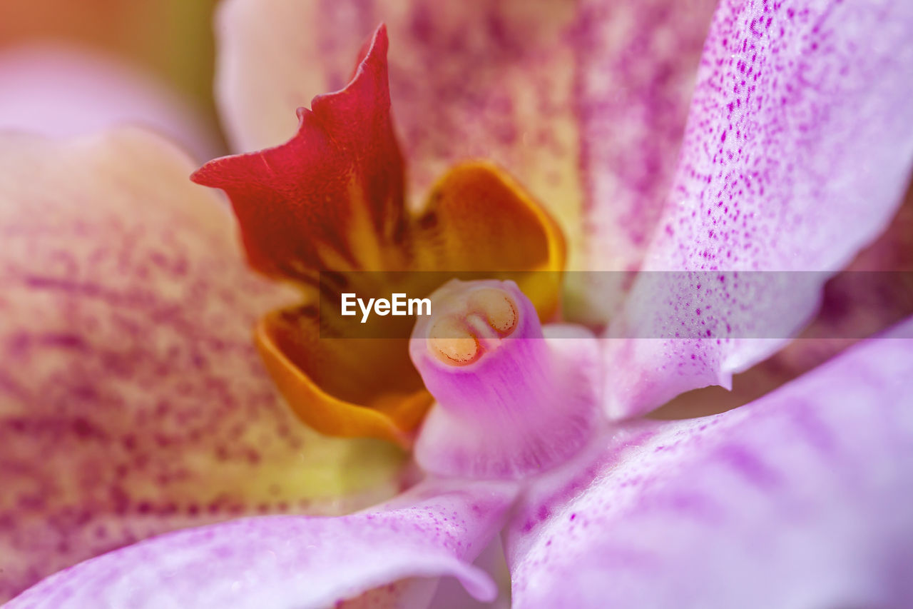 CLOSE-UP OF PINK FLOWER PETALS