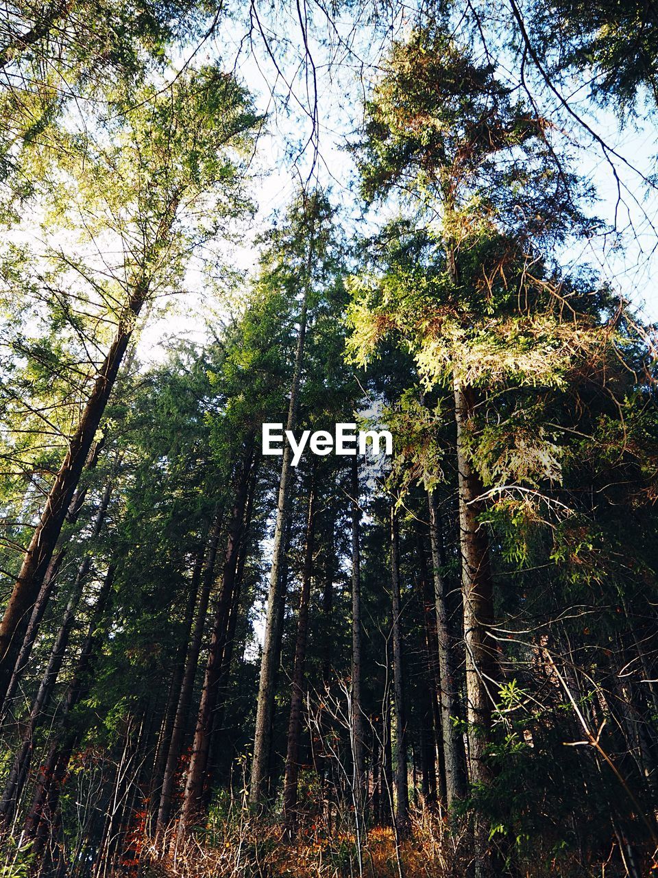 LOW ANGLE VIEW OF TREES AGAINST SKY